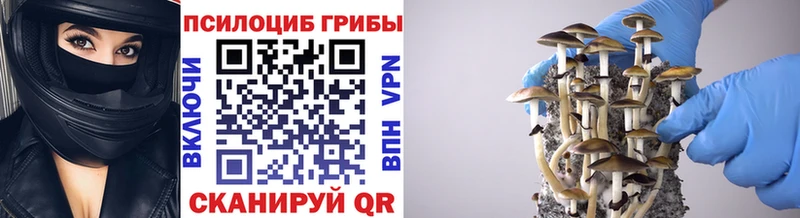 Галлюциногенные грибы Cubensis  Андреаполь 